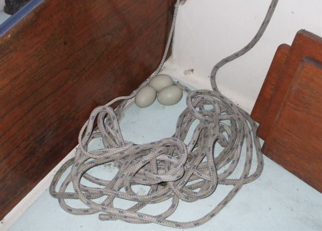 Name:  duck nest.jpg
Views: 348
Size:  132.7 KB