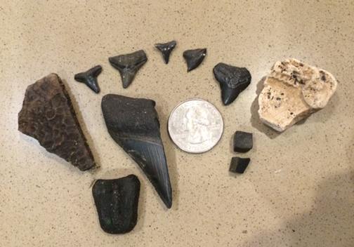 Name:  fossils.jpg
Views: 3667
Size:  153.1 KB